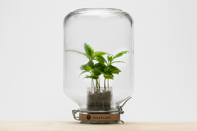 �������� ��� ������� � Pikaplant, ������� �� ����� ��������